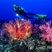 coral_soft_arch_h_0705_png1018.jpg
